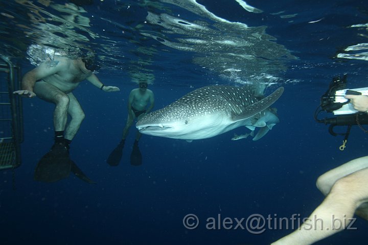 Whale_Shark-052.JPG - This species, despite its size, does not pose significant danger to humans